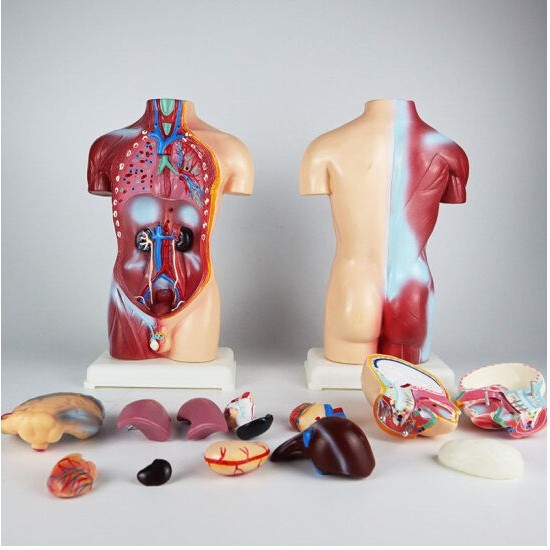人体可拆卸医学解剖模型身体内脏器官身体骨骼架结构45cm人体模型
